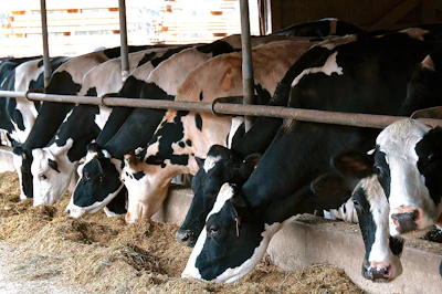 Cows In Barn