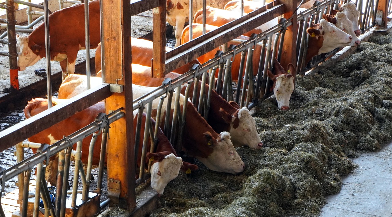 Cowshed Feeding Pixabay