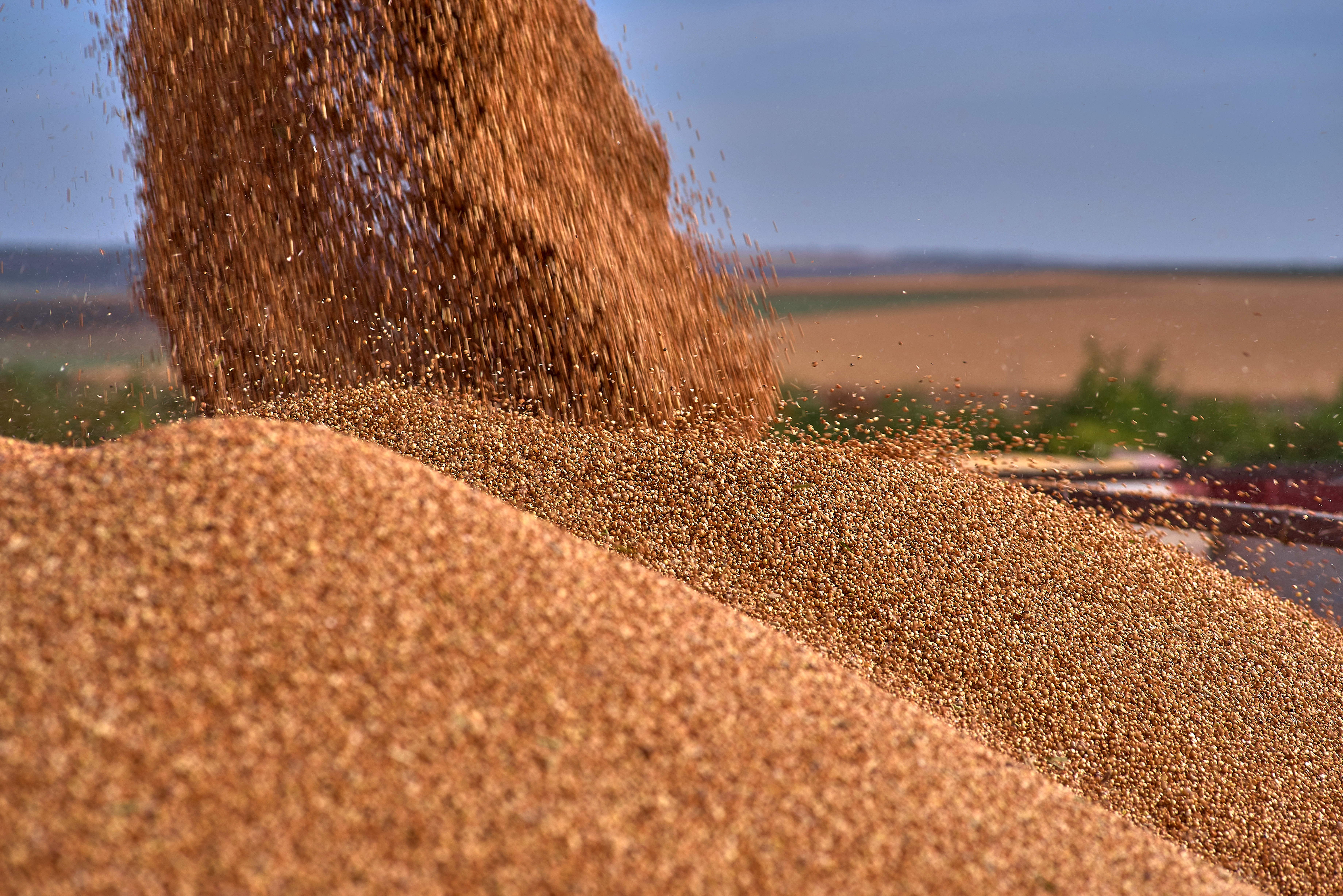 Pile Of Sorghum