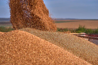 Pile Of Sorghum