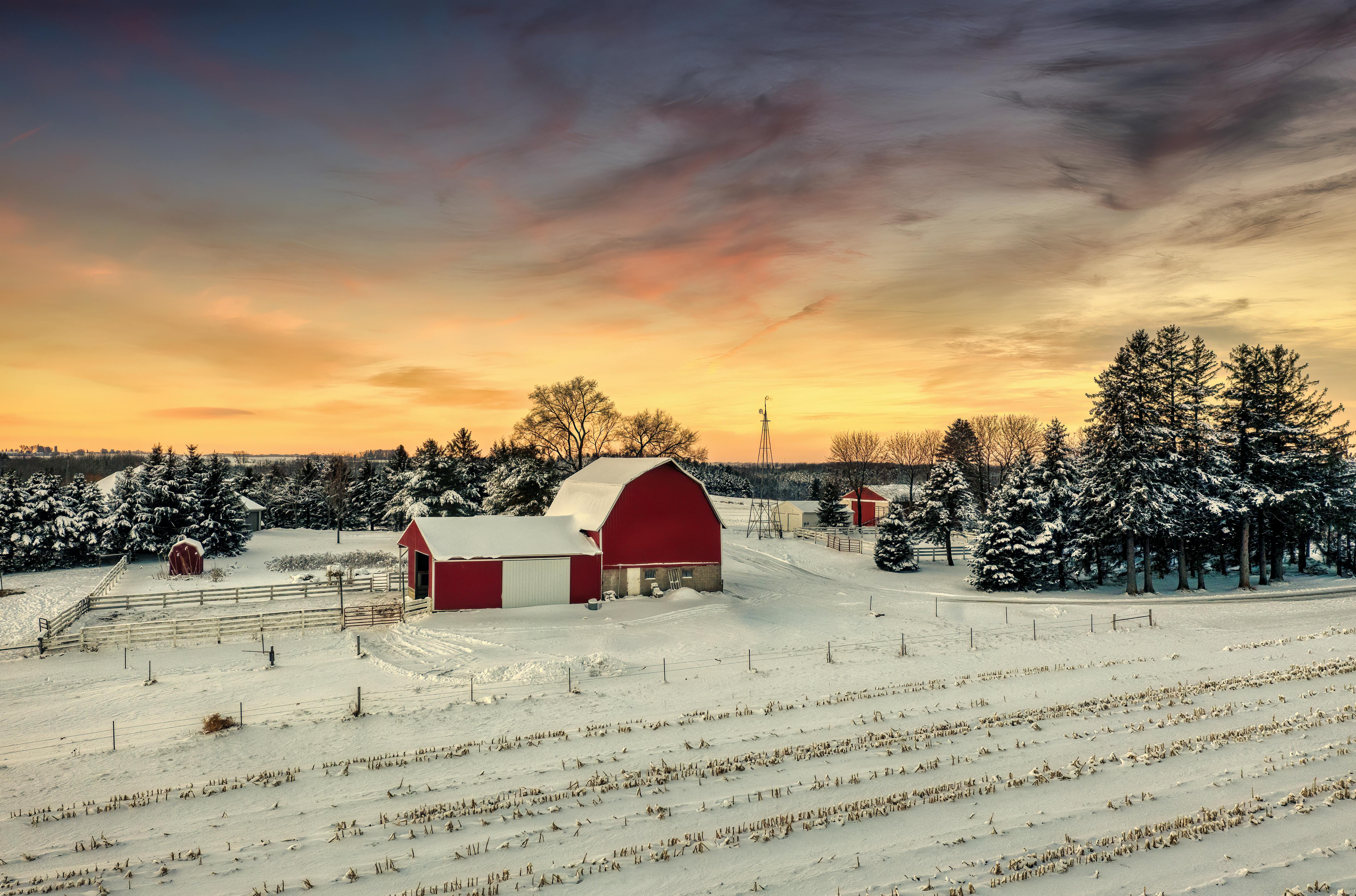 Red barn and snow-covered farm with pine trees at golden sunrise