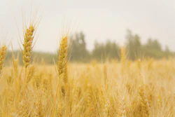 Wheat 2050956 1280