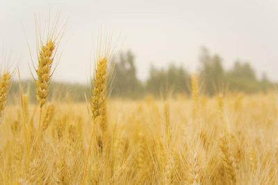Wheat 2050956 1280