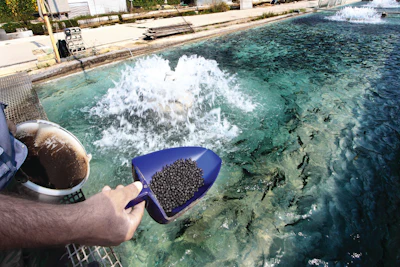 Aquafeed Feeding Trout