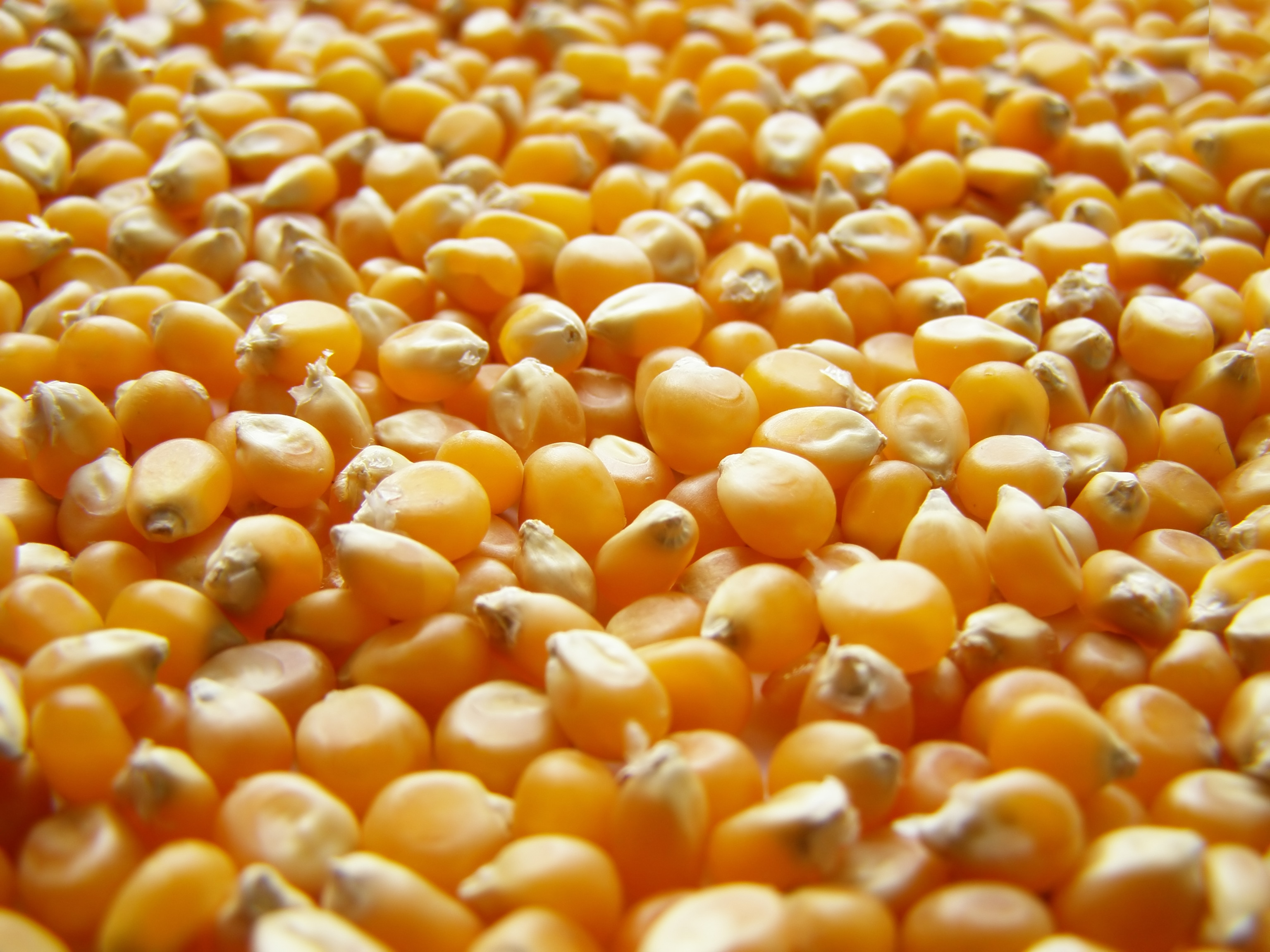 Golden yellow corn kernels tightly clustered together