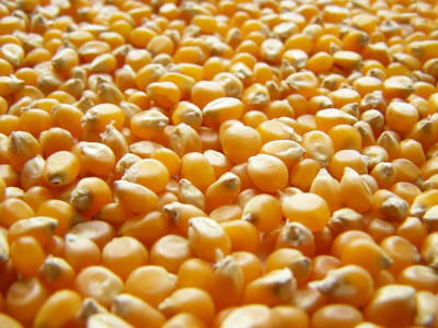 Golden yellow corn kernels tightly clustered together