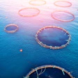 Fish Farm