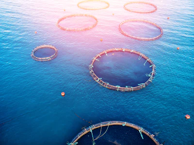Fish Farm