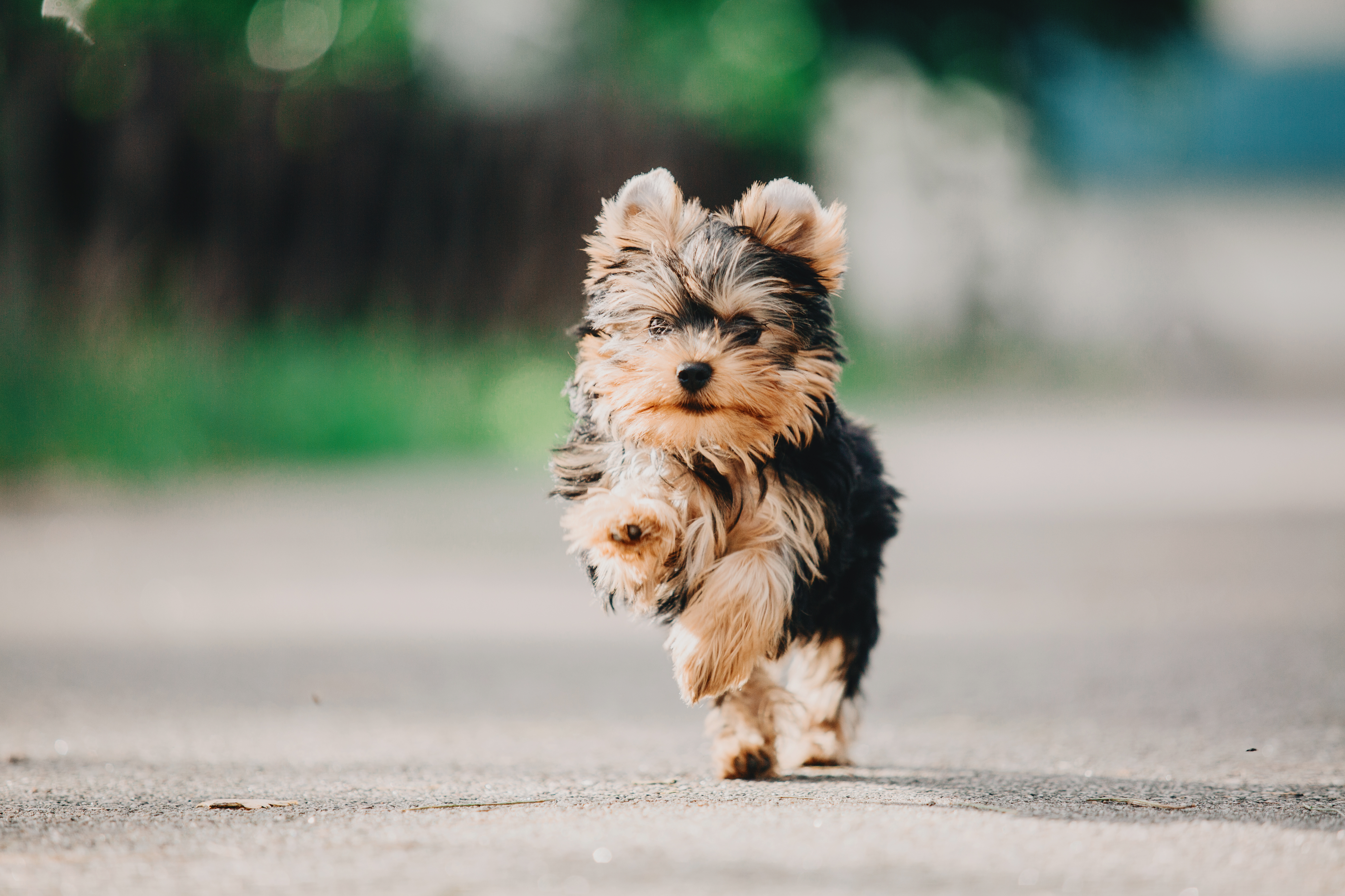 Fluffy Yorkshire Terrier puppy walking on a blurred outdoor path
