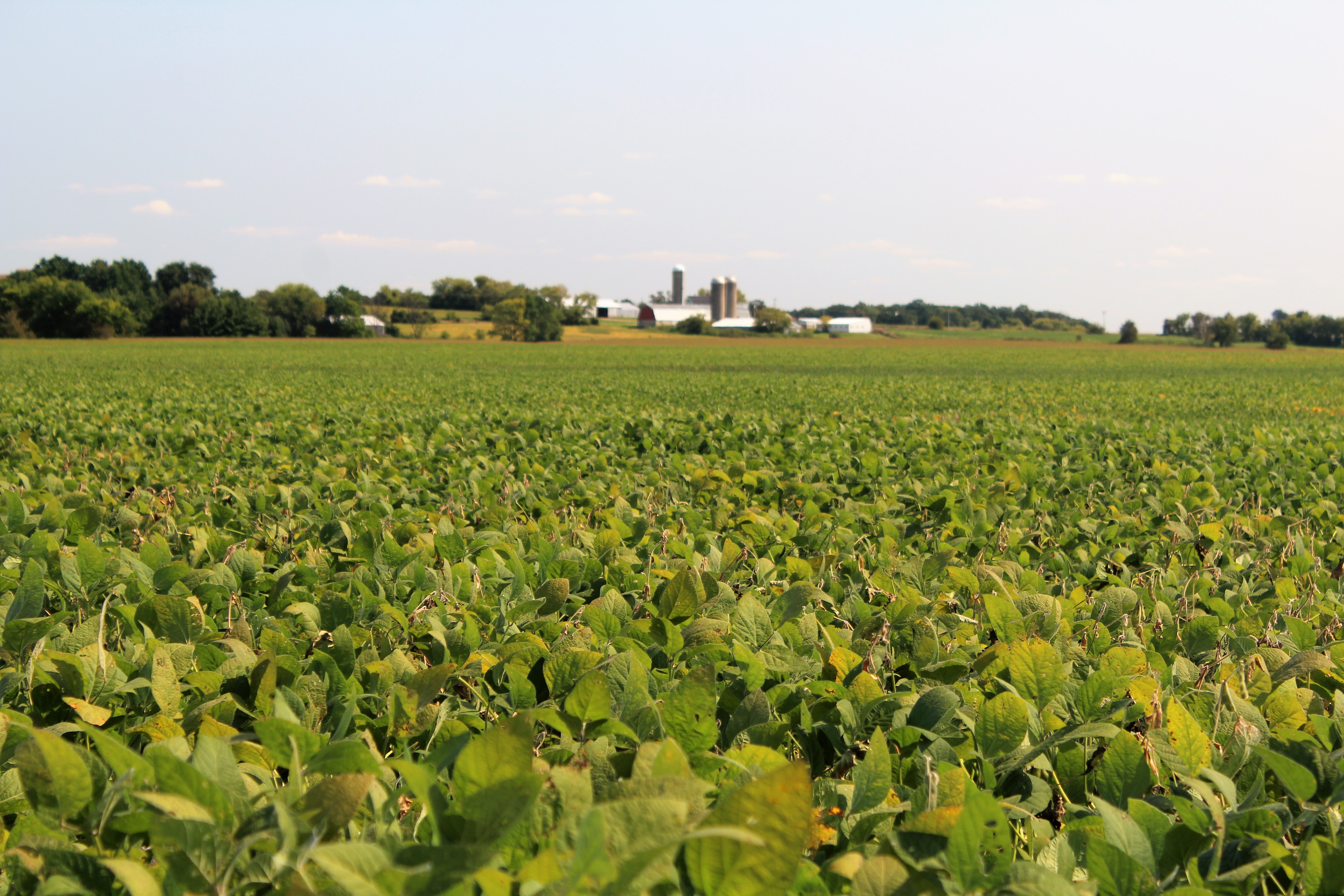 Rrl Soybean Field With Farm Background