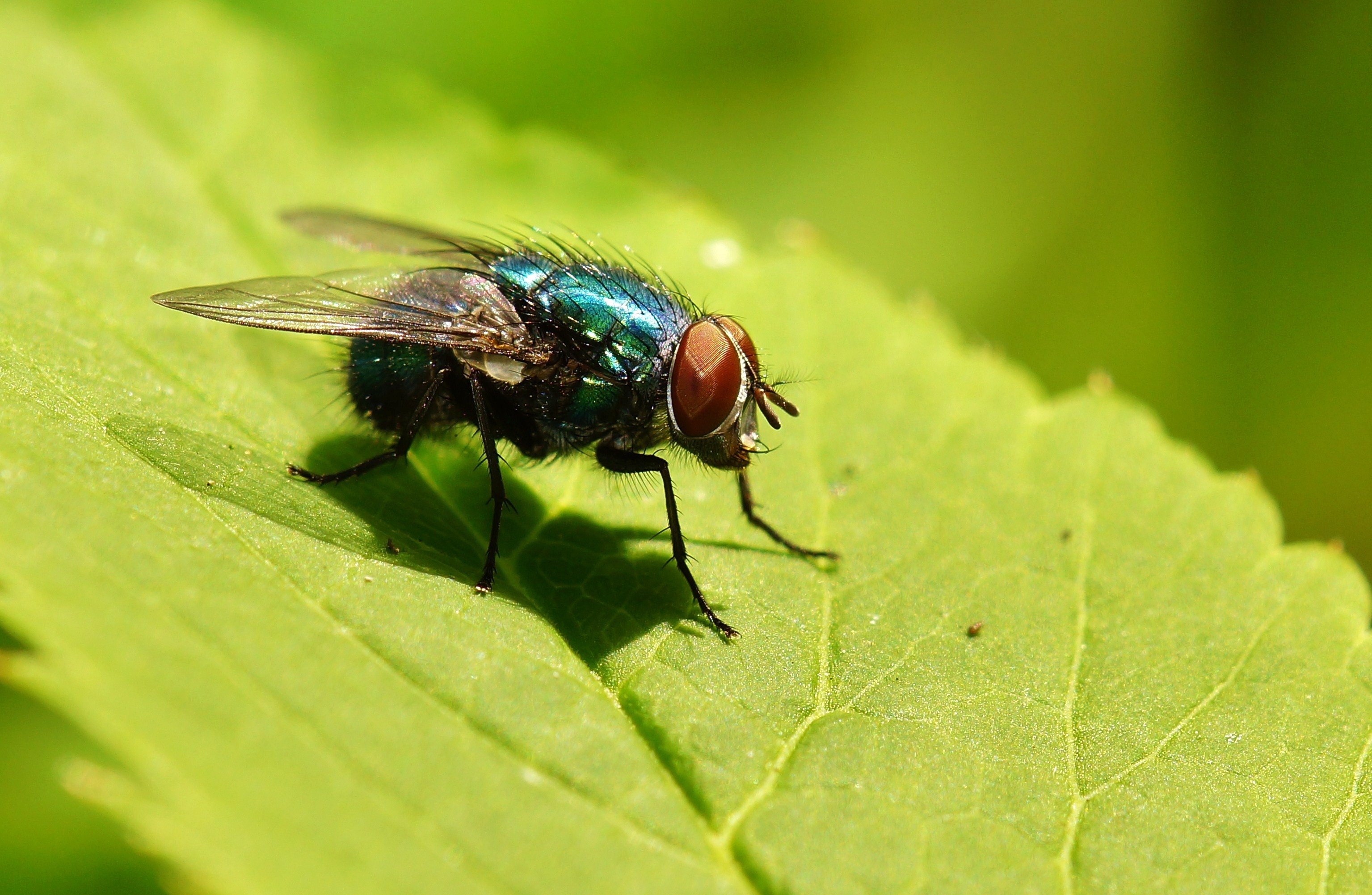 Bigstock Blowfly 105093974