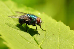 Bigstock Blowfly 105093974