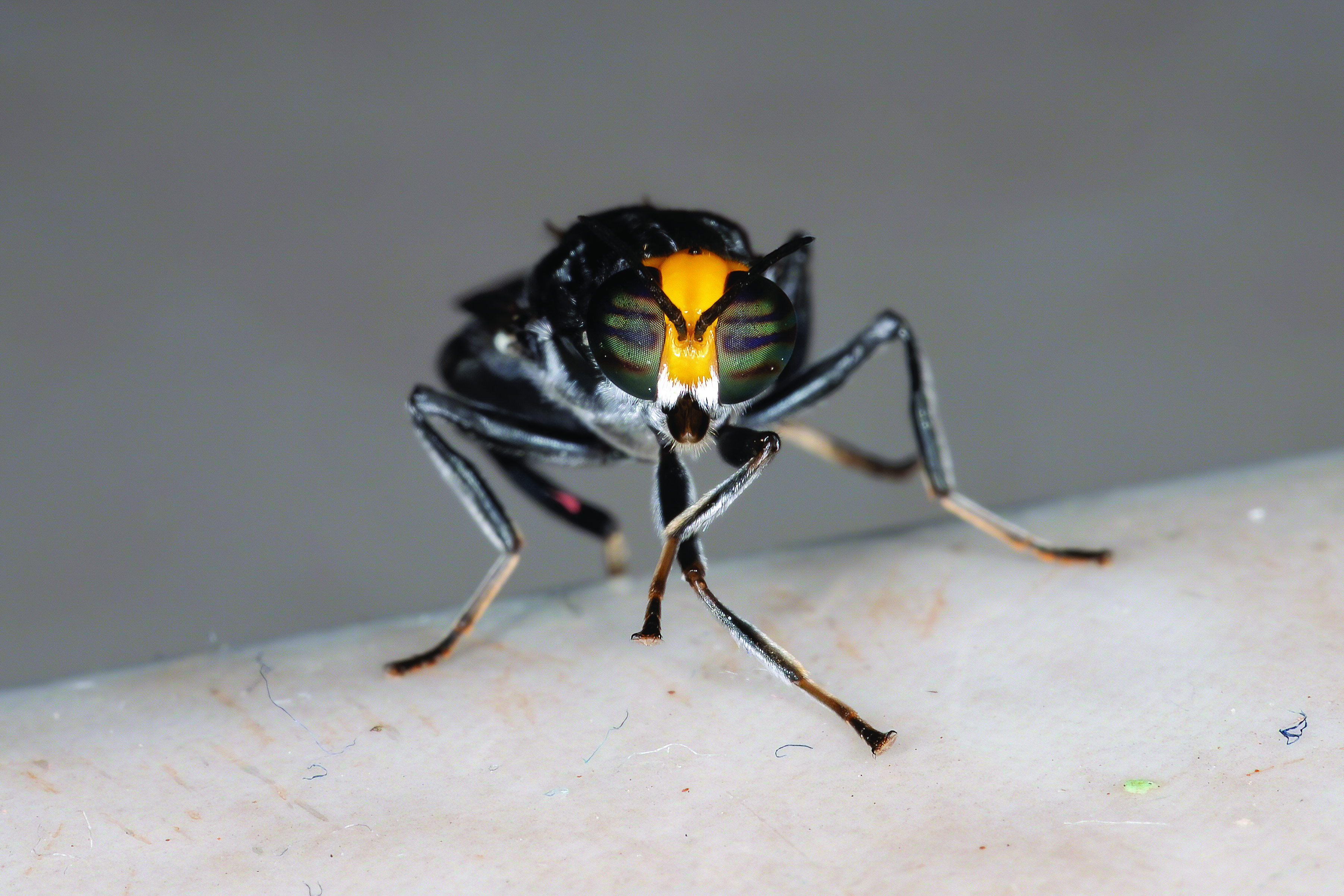 Close-up of a black fly with striking yellow and green compound eyes