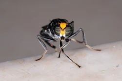 Close-up of a black fly with striking yellow and green compound eyes