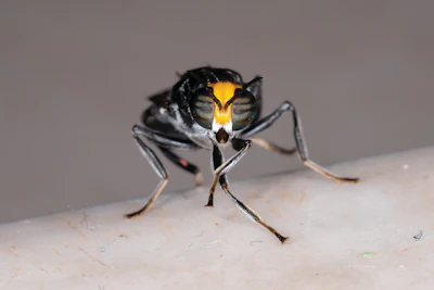 Close-up of a black fly with striking yellow and green compound eyes