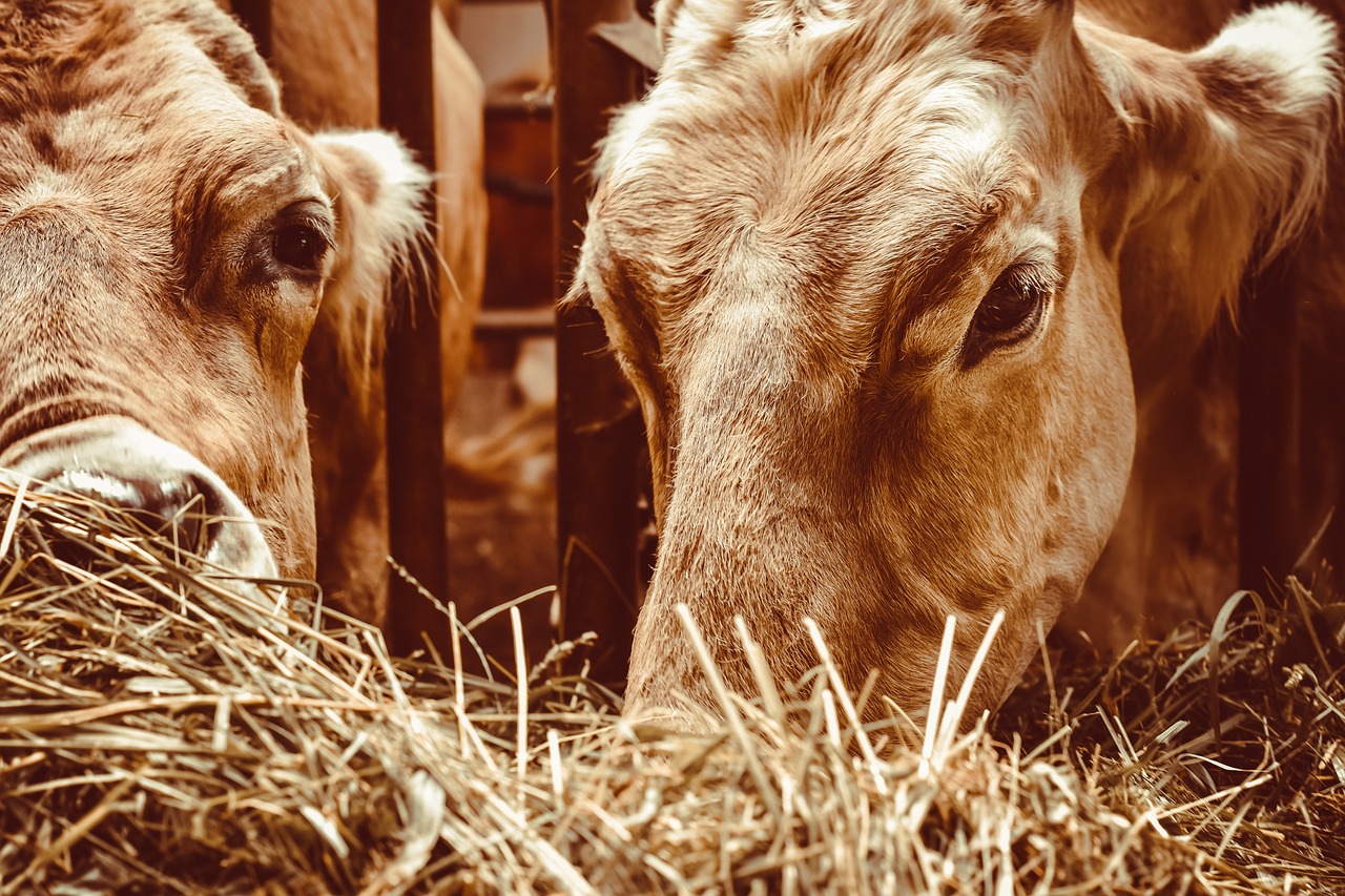 Cattle 7325938 1280