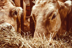 Cattle 7325938 1280
