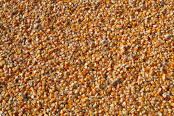 Corn 264520 1280