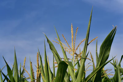 Corn 3545146 1280