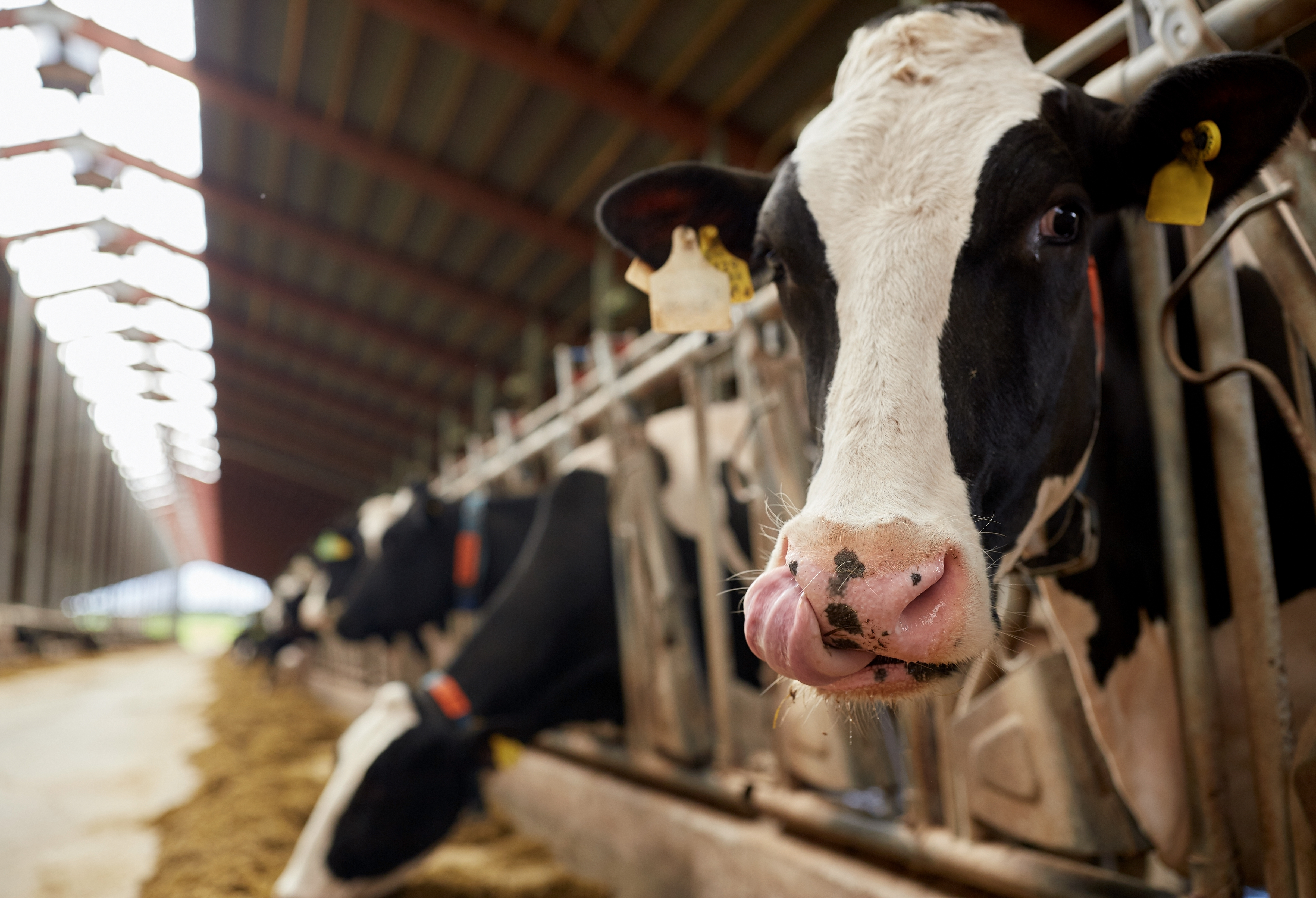 Holstein dairy cow in milking stall with straw bedding and metal infrastructure
