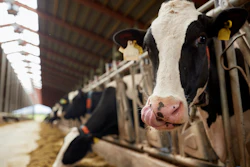Holstein dairy cow in milking stall with straw bedding and metal infrastructure