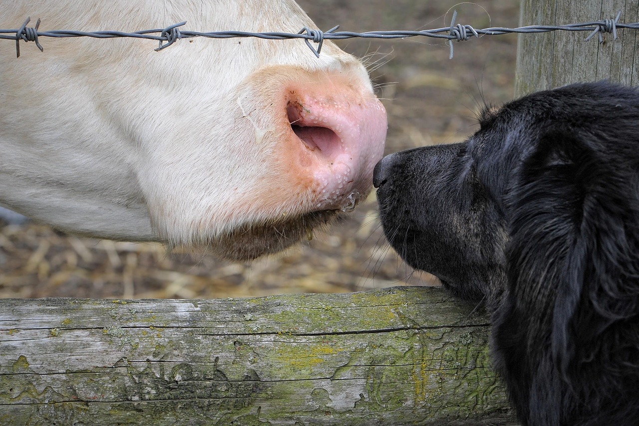 Dog With Cow Claudiawollesen Pixabay