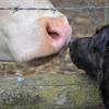 Dog With Cow Claudiawollesen Pixabay