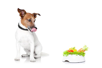 Dog With Healthy Bowl Javier Brosch Bigstock