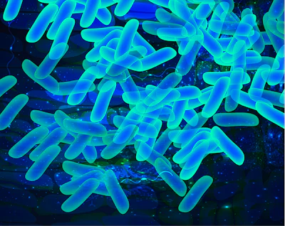 Lactobacillus
