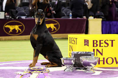 Black and tan Doberman Pinscher sitting with Best in Show awards