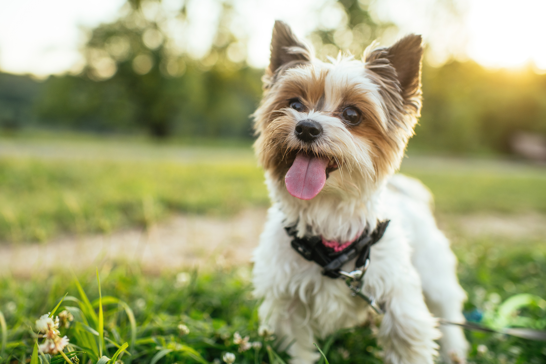 Petcare Index