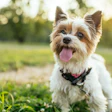 Petcare Index