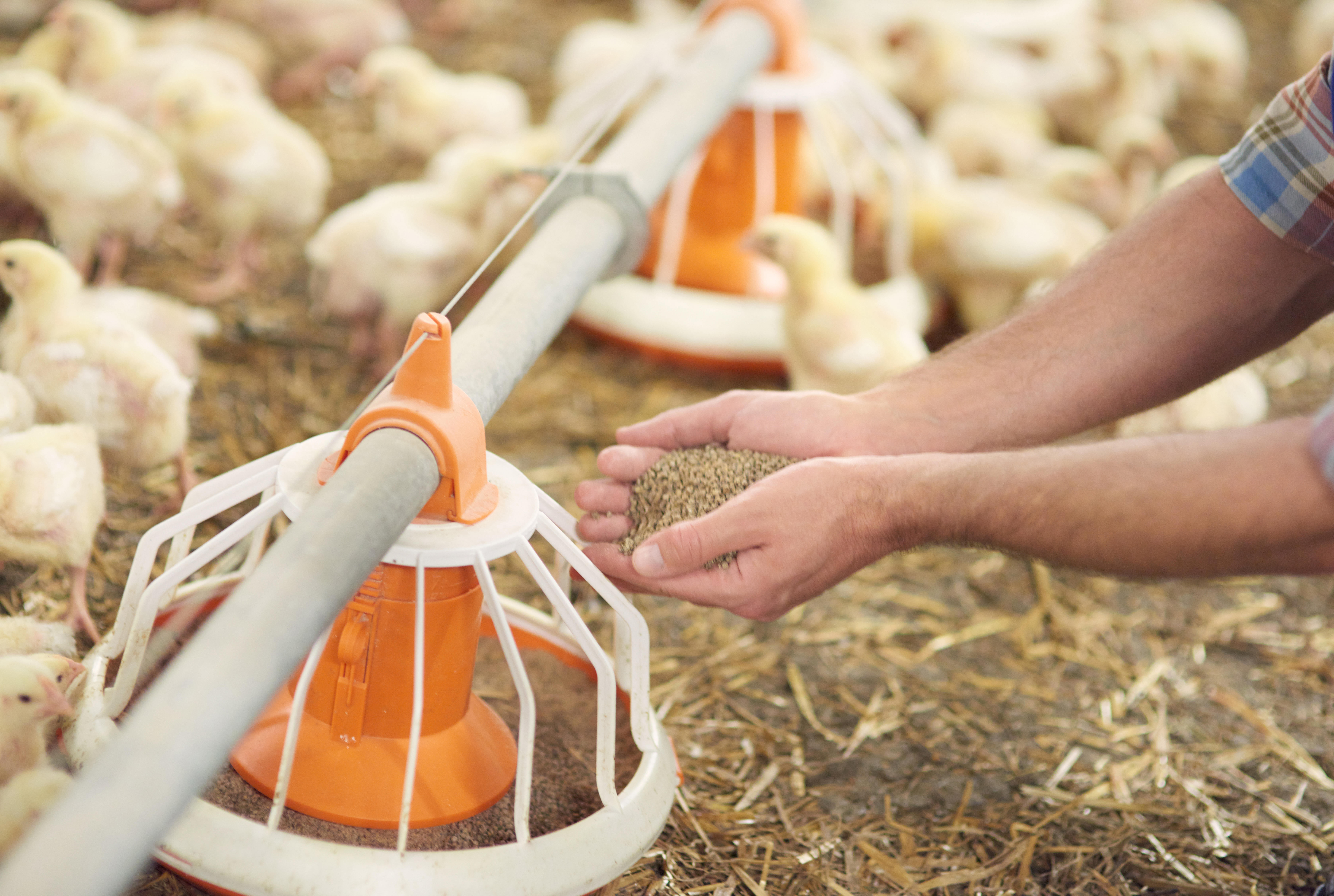 Farm worker's hand distributing feed to baby chicks using orange feeder