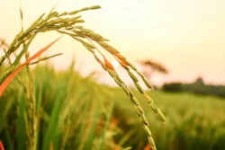 Rice 3607406 1280