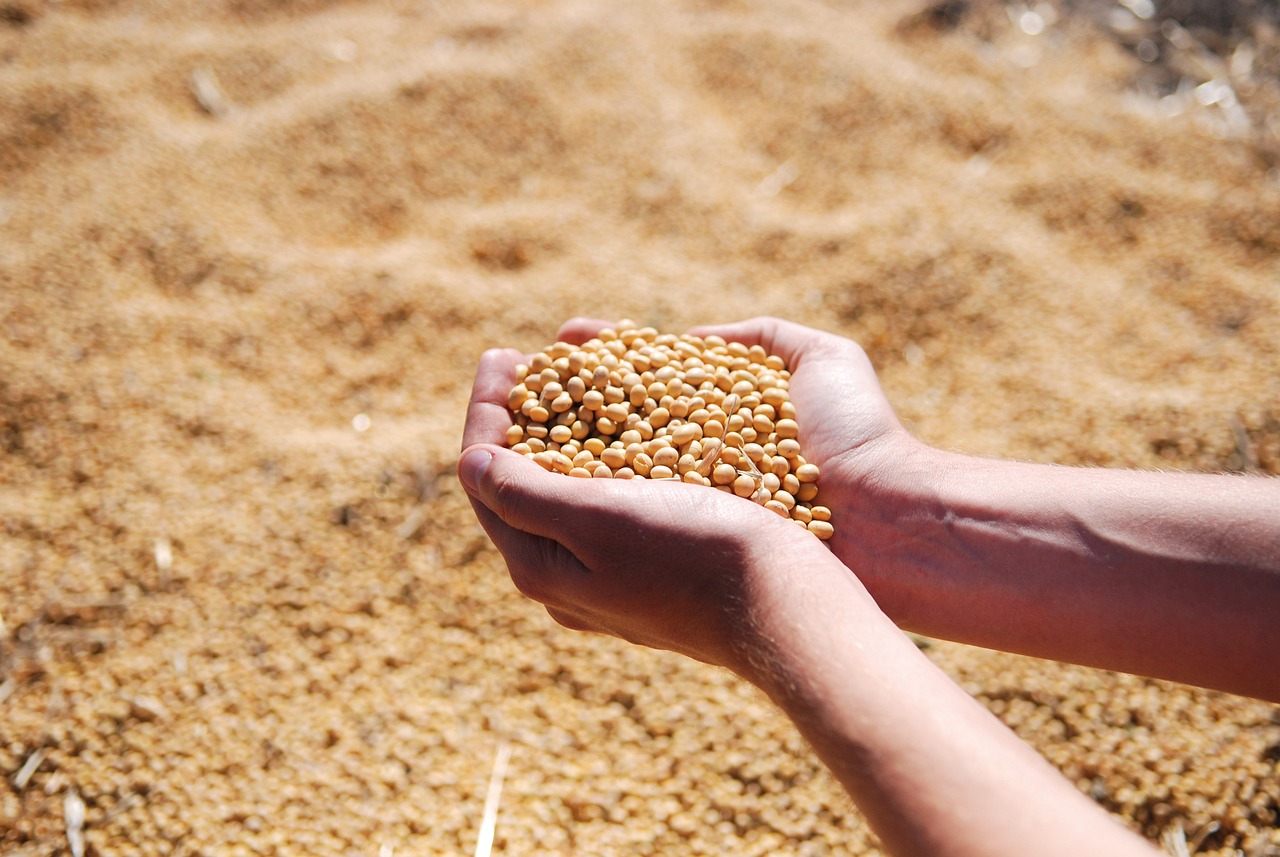 Soybeans Scouped From Pile Pixabay