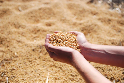 Soybeans Scouped From Pile Pixabay