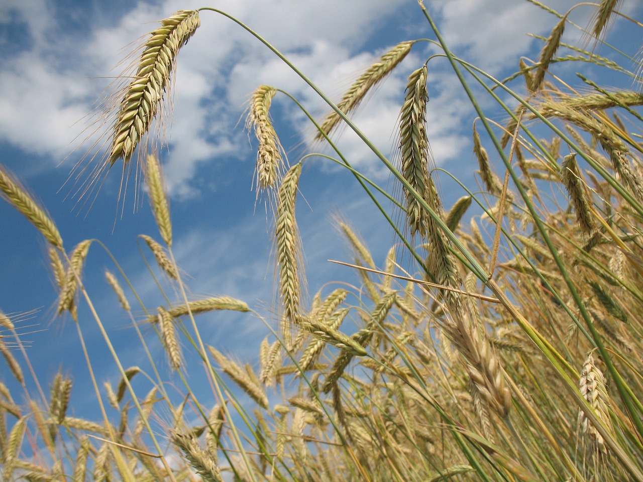 Wheat 228726 1280