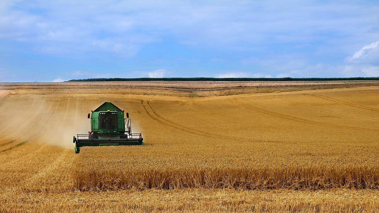 Green combine harvester cutting golden wheat field under blue sky