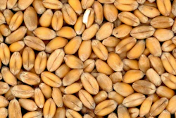 Wheat Grain Close Up