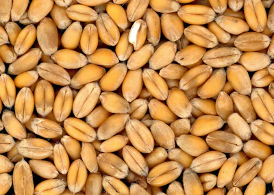 Wheat Grain Close Up