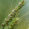 Oklahoma State University’s new purple wheat variety, OSU-P92, has disease resistance, baking quality and health benefits. The variety has three times the anthocyanins, the same food pigments found in pomegranates and blueberries, as traditional hard red winter wheat. (Photo by Todd Johnson, OSU Agriculture)