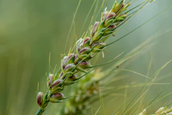 Oklahoma State University’s new purple wheat variety, OSU-P92, has disease resistance, baking quality and health benefits. The variety has three times the anthocyanins, the same food pigments found in pomegranates and blueberries, as traditional hard red winter wheat. (Photo by Todd Johnson, OSU Agriculture)