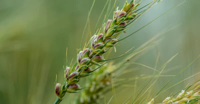 Oklahoma State University’s new purple wheat variety, OSU-P92, has disease resistance, baking quality and health benefits. The variety has three times the anthocyanins, the same food pigments found in pomegranates and blueberries, as traditional hard red winter wheat. (Photo by Todd Johnson, OSU Agriculture)