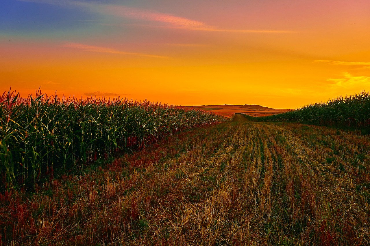 Corn 1908474 1280