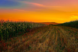 Corn 1908474 1280