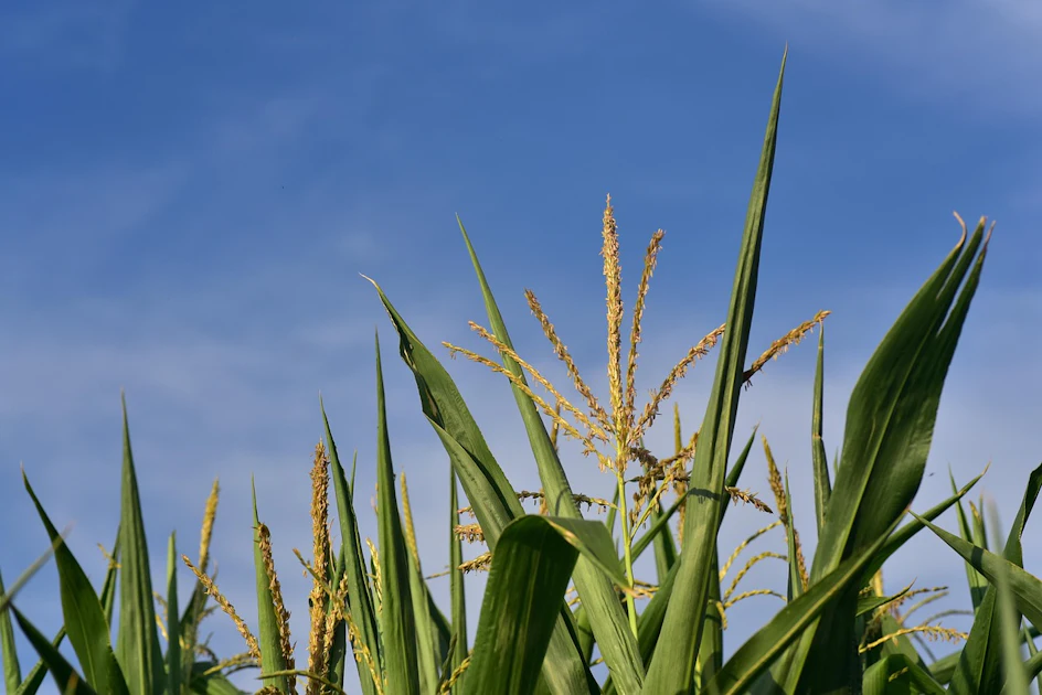 Iowa corn drives state’s economy with 2.7 billion bushels produced in ...