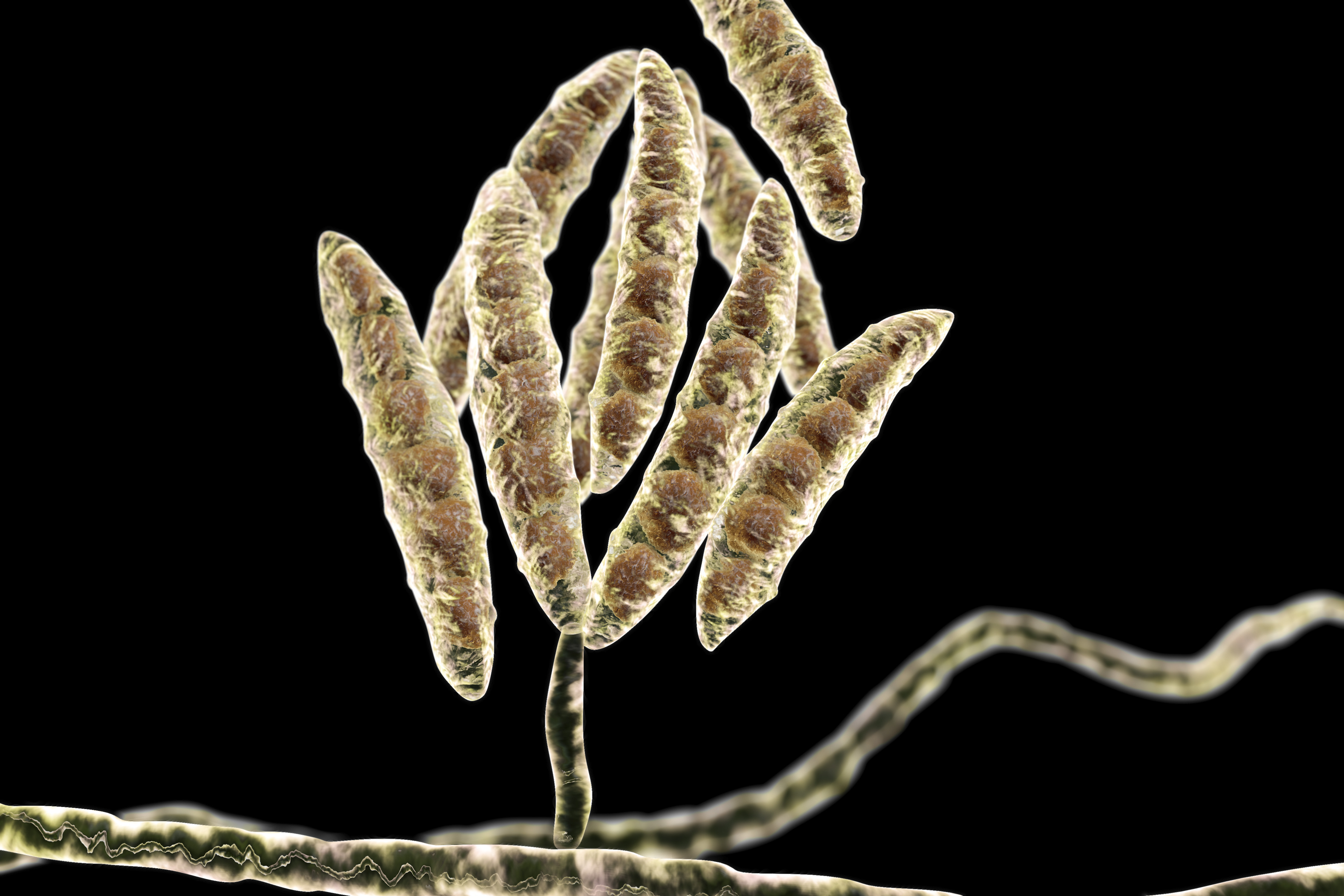 Fusarium Mycotoxin