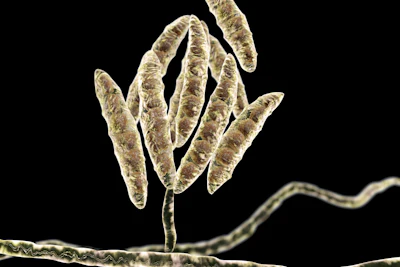 Fusarium Mycotoxin