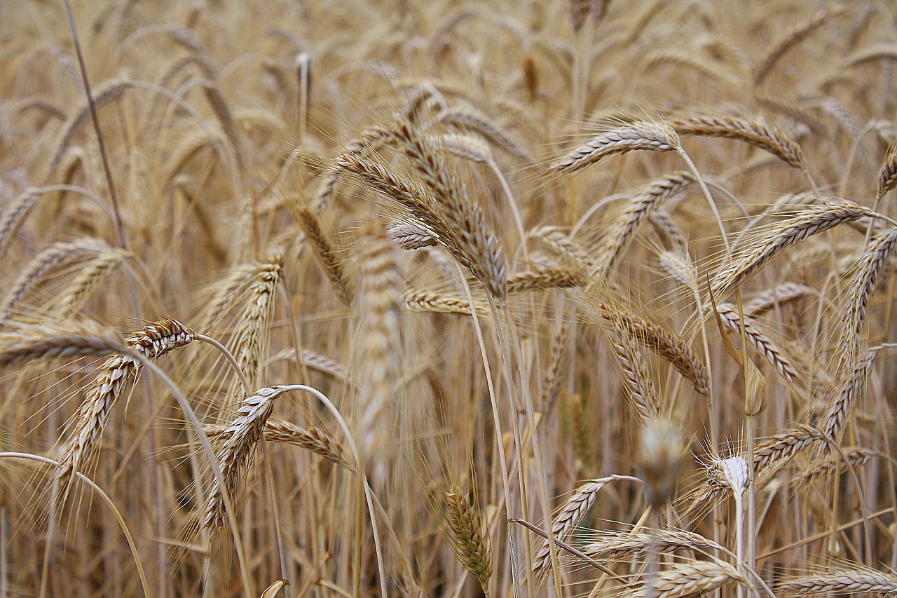 Ripe Wheat Field