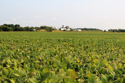 Rrl Soybean Field With Farm Background